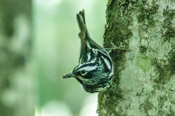 Black-and-white Warbler