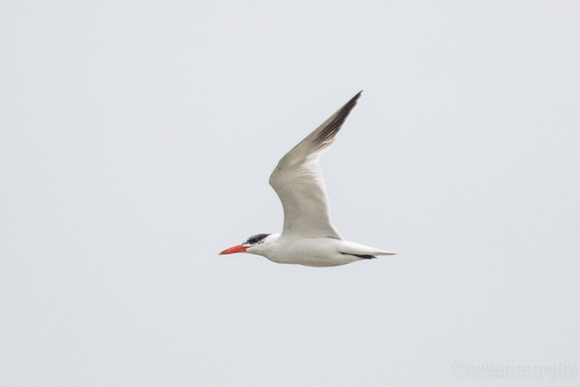 Caspian Tern