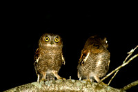 Screech Owls June 2011