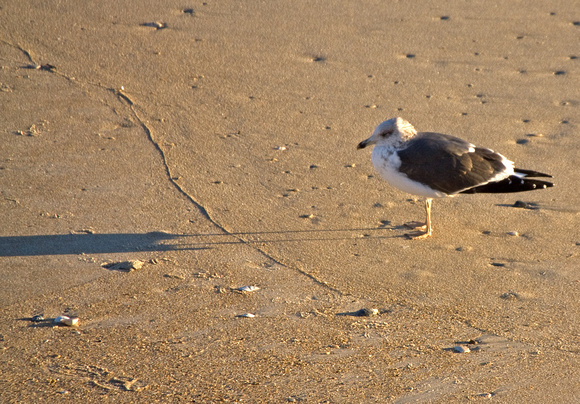 Lesser Black-backed Gull