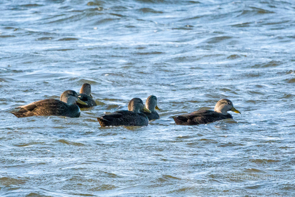 Black Ducks