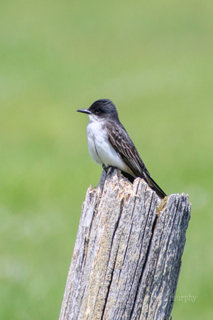 Eastern Kingbird